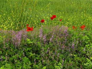 poppy field of red poppies
