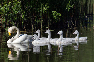 Whooper swan family swimming in the water