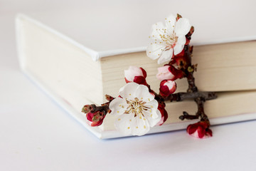 Apricot branch with flowers and buds near closed book_