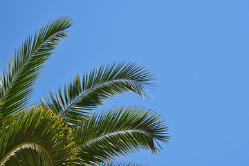 Close up palm tree leaves over clear blue sky