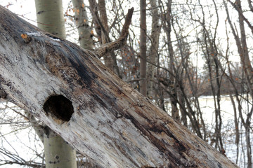 árbol agujerado y  caído