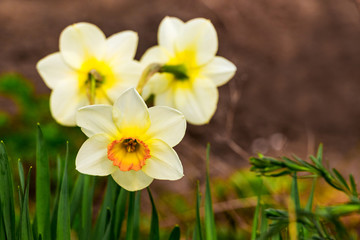Yellow daffodils with green leaves close up on a blurred background_