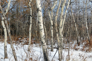 Fototapeta premium bosque con abedules en otoño