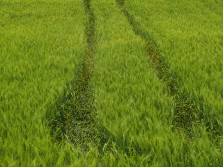 green grass in the field