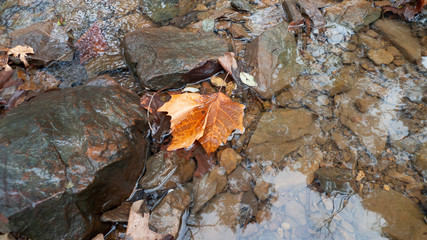 golden sycamore leaf in a rocky stream