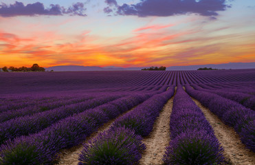 Fototapeta na wymiar Purple lavender field of Provence at sunset