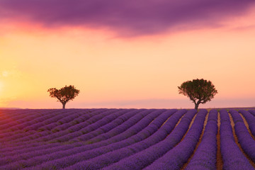 Purple lavender field of Provence at sunset