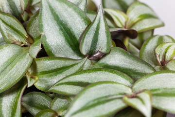 The Inchplant Tradescantia zebrina