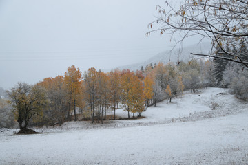 October mountain beech forest with first winter snow