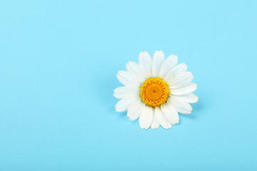 Fototapeta na wymiar Close up one chamomile flower over blue