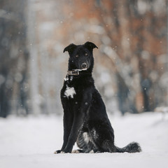 black mixed breed dog posing outdoors in winter