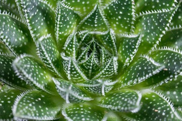 Leaves of a lace aloe, Aloe aristata