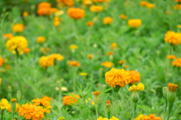 yellow flowers