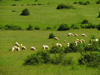 flock of sheep in field