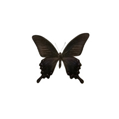 Papilio maackii butterfly isolated on white background. Papilio maackii tutanus is a magnificent butterfly from the Palaearctic ecozone.