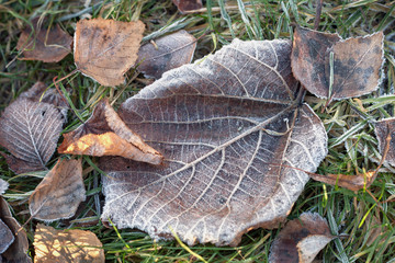 Closeup Autumn withered leaves covered with hoarfrost.