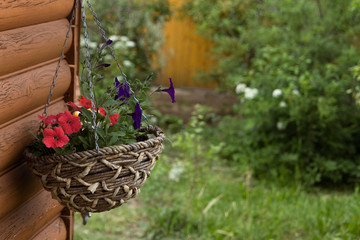 flowers in a basket, wooden wall, grass and green trees are in garden at summer time