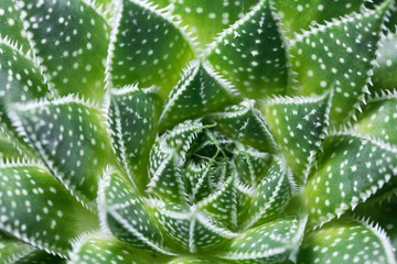 Leaves of a lace aloe, Aloe aristata