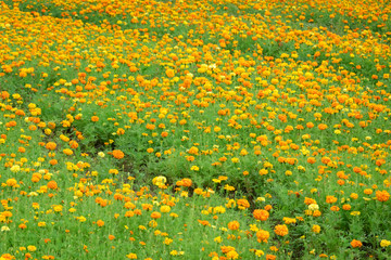 yellow flowers