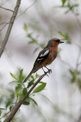 Chaffinch posing on the branch
