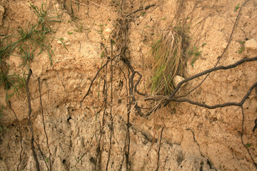 SAND AND ROOTS TEXTURE