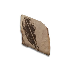 Rhododendron degronianum, Fossil leaves in stone  isolated on white background.