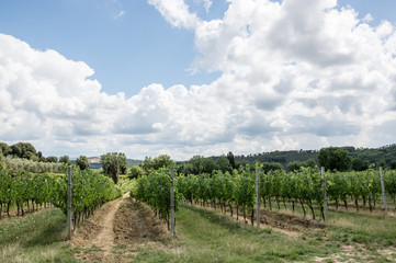 Countryside of Tuscany in summer