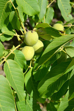 Green fruit and walnut leaves (Juglans regia)