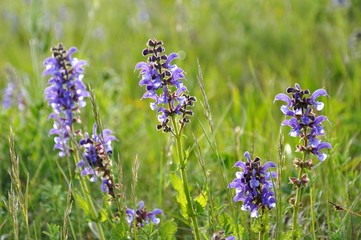 Blühende Lila Blumen auf einer Wiese in den Alpen