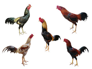 gamecock set, Rooster collection set isolated on white