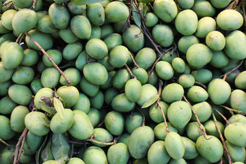 Small raw mango stocked for sale