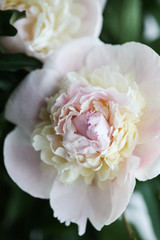 White peony