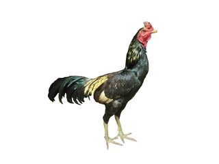 rooster isolated on white background