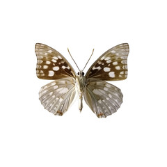 Fototapeta premium Sasakia charondahe butterfly isolated on a white background. Sasakia charondahe, the Japanese emperor or great purple emperor, is a species of butterfly in the family Nymphalidae.