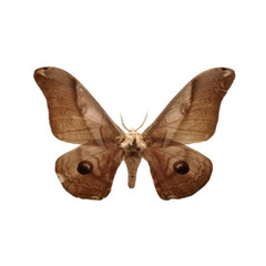 Moth on a white background. Saturnia jonasii Butler is a male moth of South Korea. Butterfly