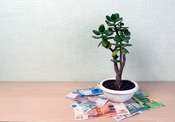 Money tree, latin name Crassula. Around it lie Russian money - 5000, 2000, 1000, 500, 200 rubles. The concept of wealth, investment, investment, bank deposit. Place for text