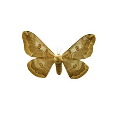 Fototapeta na wymiar Moth isolated on white background. Saturnia jonasii Butler is a female moth of South Korea. Butterfly isolated on white background.