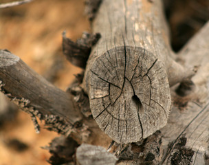DEAD WOOD TEXTURE