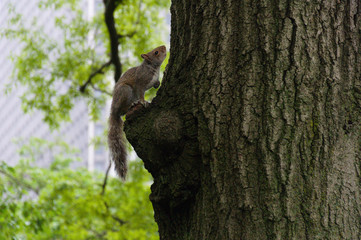 Squirrel climbing a tree in New York