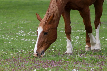 Naklejka na ściany i meble Very beautiful horse from switzerland
