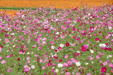 colorful cosmos flowers farm