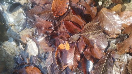 leaf fall