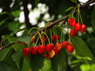 red cherries on the tree