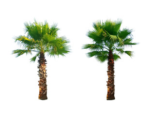 Set of Fan Palm Tree isolated on white background. Mexican Fan Palm, Hardy Fan Palm