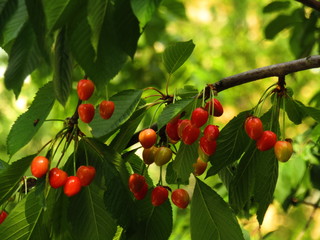 red cherries on a tree