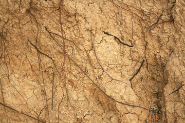 ROOTS AND SAND TEXTURE