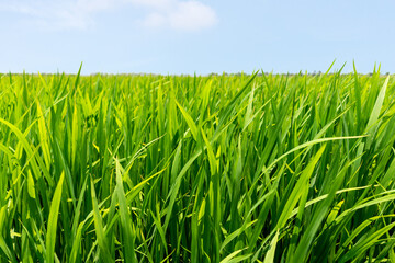 Close up green paddy rice field grass with blue sky landscape background. feel relax and calm Concept. Copyspace and background.