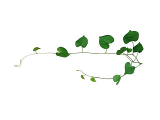 Heart shaped green leaf climbing vines isolated on white background