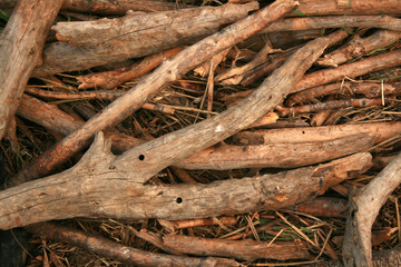 DEAD WOOD TEXTURE 002