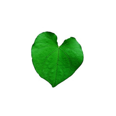 green heart shaped leaves